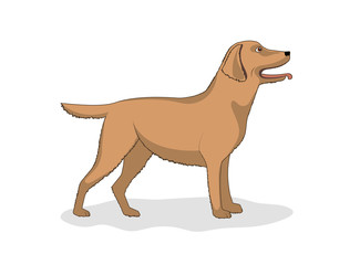 Drawing of a dog of breed Labrador, vector illustration.
