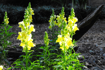 Multiple yellow flowers at Bok Tower Gardens, Lake Wales, Fl. - obrazy, fototapety, plakaty
