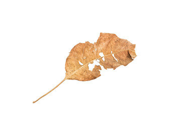 Dry leaf on white background