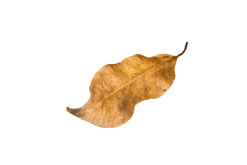 Dry leaf on white background