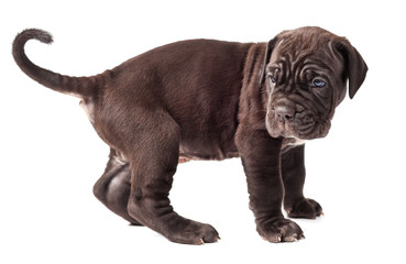 Obraz premium Beautiful young puppy italian mastiff cane corso (1 month) on white background