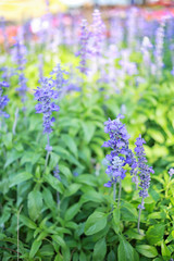 Fototapeta premium Lavender flowers are blossoming.