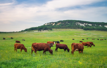 Fototapeta na wymiar Cows on green meadow. Composition of nature
