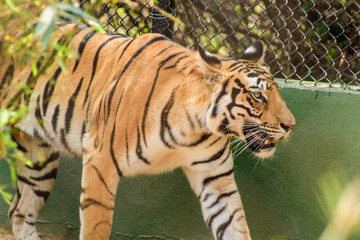Royal bengal tiger