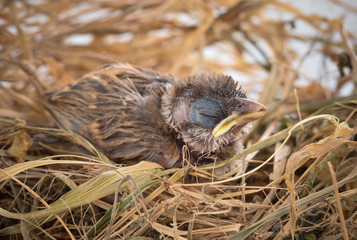 Flapper sleeping in nest