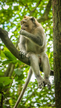 Long-tailed macaques sitting on an Tree, Macaca fascicularis, in Sacred Monkey Forest, Ubud, Indonesia