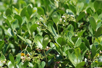 ciel nuage plage fleur plante botanique exterieur printemps nature papillon baie jardin lezard reptile