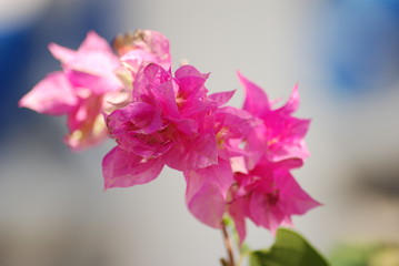 ciel nuage plage fleur plante botanique exterieur printemps nature papillon baie jardin lezard reptile