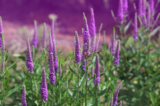 Fototapeta Spike Speedwell Flower