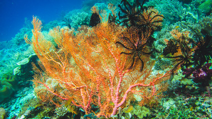 Colorful soft coral reef and diver in Raja Ampat, Indonesia