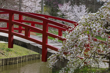 Cherry blossoms with red bridge in a Japanese garden