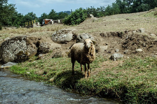 Lonely sheep standing on grass at the riverside. Azerbaijan Lerik