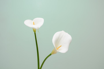 elegant full blooming Calla Lily indoor photo