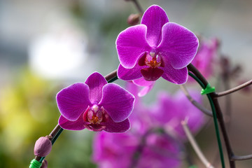 Fototapeta na wymiar Pink violet orchid flower 