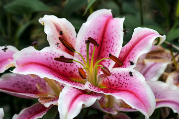 Pink lilies with Stingless Bee in pollination.