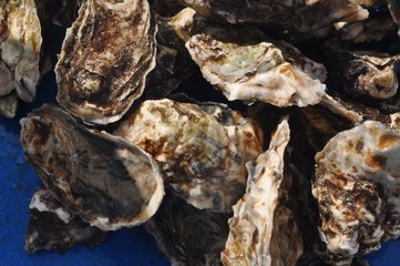 Fresh Raw Oysters
