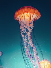 Fototapeta premium Krzyżowe przetwarzanie meduzy