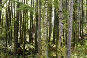 Wald in Washington State, USA