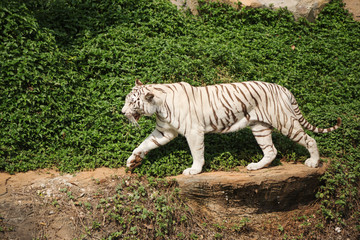 White bengal tiger resting and walking