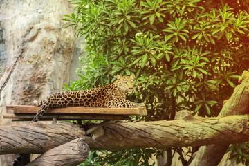 leopard resting on a wood