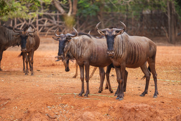 group of Blue Wildebeest
