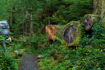 Fallen giants along a trail in Olympic National Forest