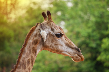 Close-up of the head of a giraffe on nature background