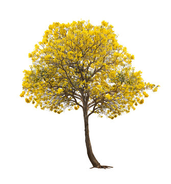 Fototapeta Isolated Silver trumpet tree or Yellow Tabebuia on white background