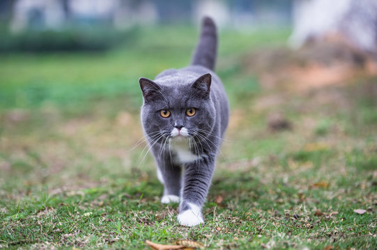 The gray British cat, outdoor grass
