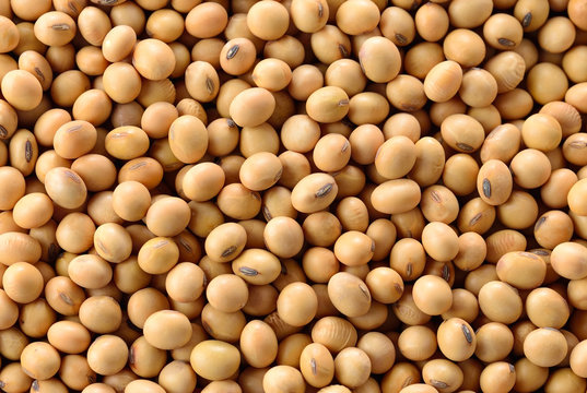 Macro shot of soybeans isolate on a background.