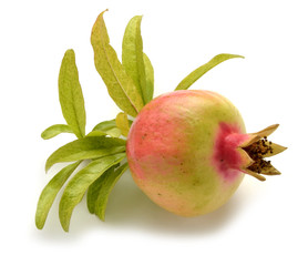 Punica granatum رمان Marhaník granátový Melograno רימון מצוי Гранат обыкновенный Pomegranate Նռնենի 