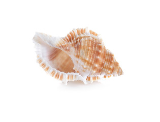 Obraz na płótnie Canvas Sea shell on white background