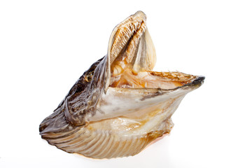 Scarecrow pike. Esox lucius. The fish was caught in Siberia.