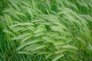 green grass spike with all details