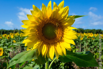 Sunflower Field at Noon