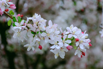 close up beautiful Cherry blossoms flower in the spring