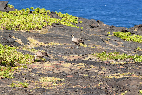 nene along the Chain of Craters Road in Hawaii Volcanoes National Park