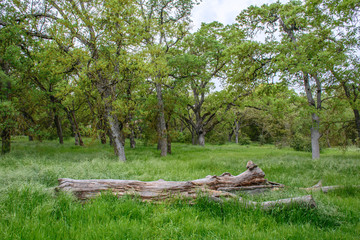 tree in the forest with green grass in the spring