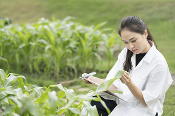 Biotechnology woman engineer examining plant leaf for disease