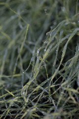 water drops on grass