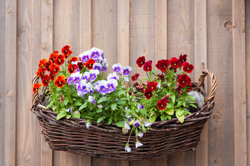 Flowers on basket outside