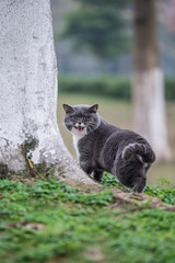 The gray British cat, outdoor grass