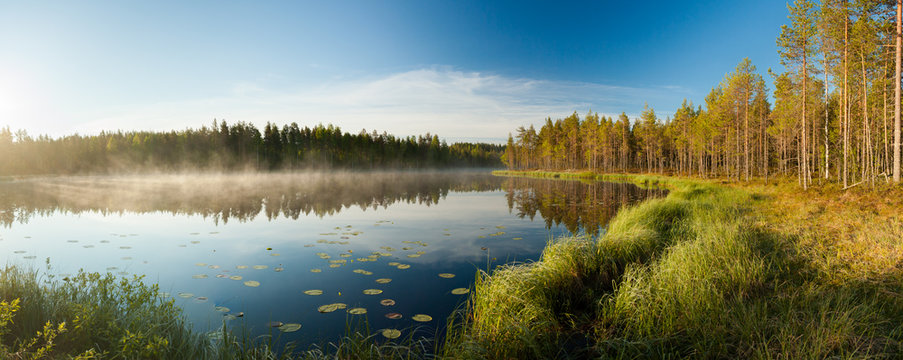 Serene Morning At Forest Pond