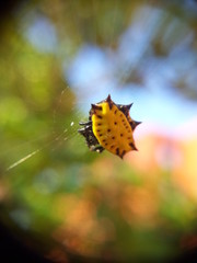 spider spinybacked orbweaver