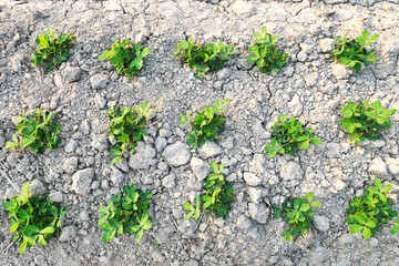 plantation soy bean.Soy field and soy plants in early morning light. Soy agriculture.selective focus