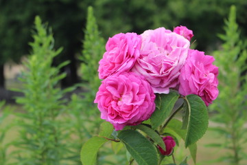 Beautiful bunch of pink roses in lush garden