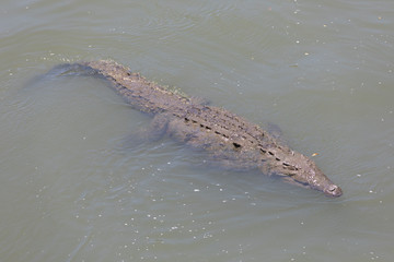 Crocodile at River Tarcoles