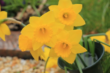 Fototapeta premium Group of yellow daffodils