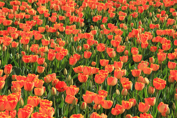 Yellow and orange tulips