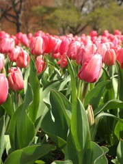 pink garden tulips